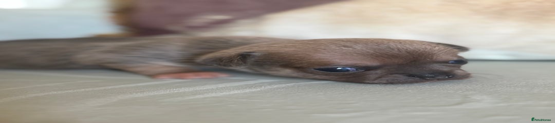 Miss Grey 