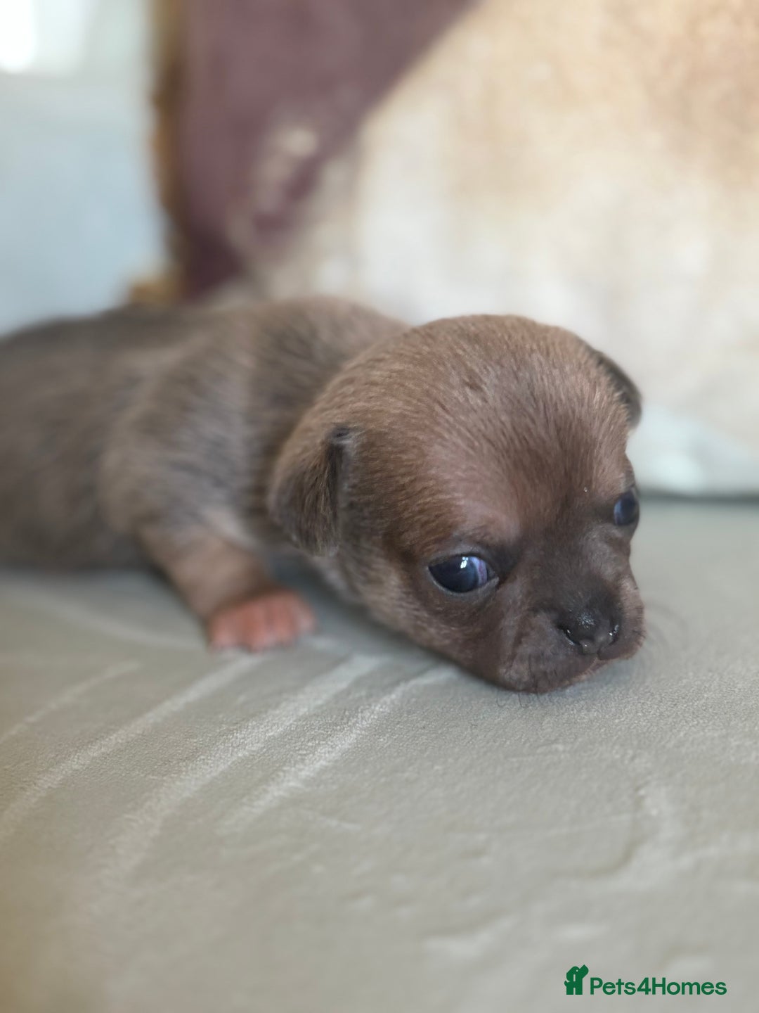 Chihuahua dogs for sale: 🩷 smooth coat chihuahua girls for you🩷  - Image 4