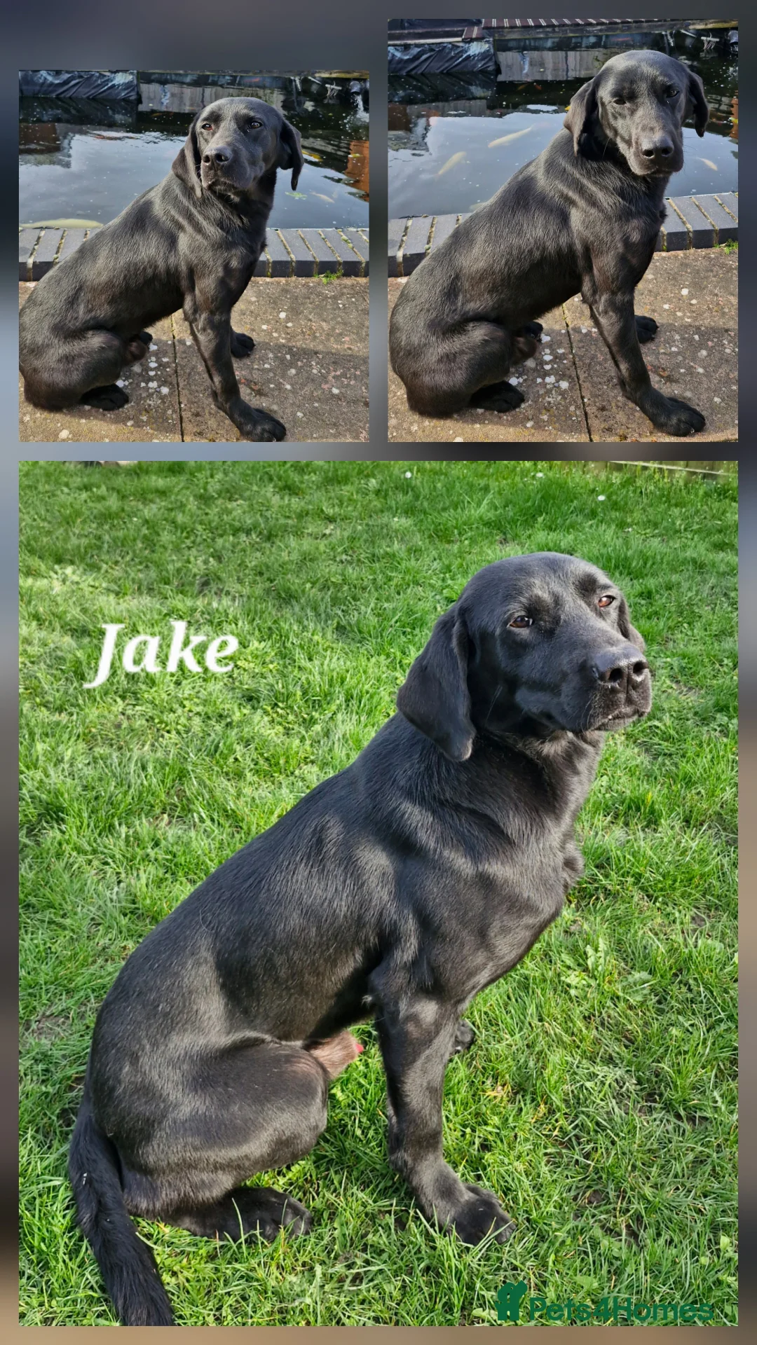 Labrador Retriever dogs for sale: Gorgeous Lab Pups From Health Tested Parents  in Devizes - Advert 6