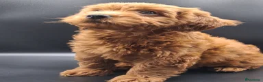 Cavapoo 6