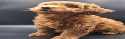 Cavapoo dogs for sale: Stunning Micro Asian Poodle x Cavapoo F1B puppies - Advert 21