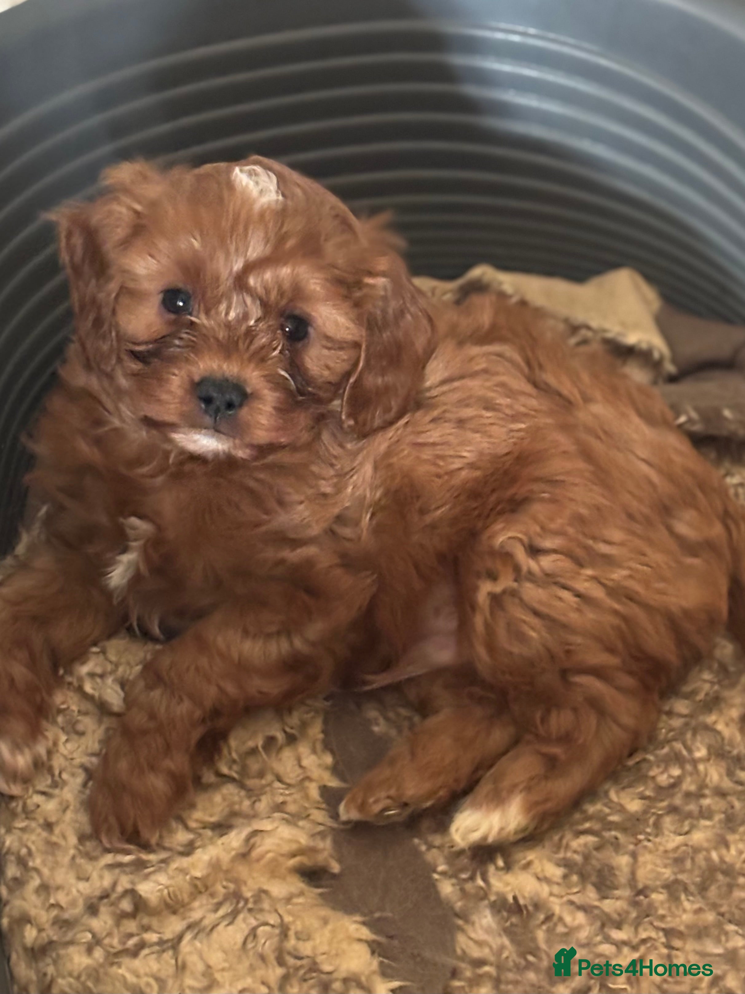 Cavapoo dogs Cavapoo boy pup  - Advert 15