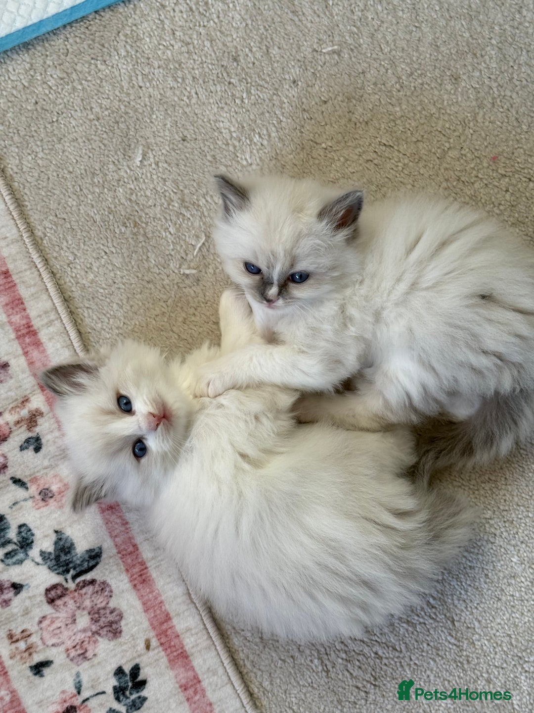 Ragdoll cats for sale: Purebred Ragdolls – Ready to Reserve Now 🍼 - Advert 7