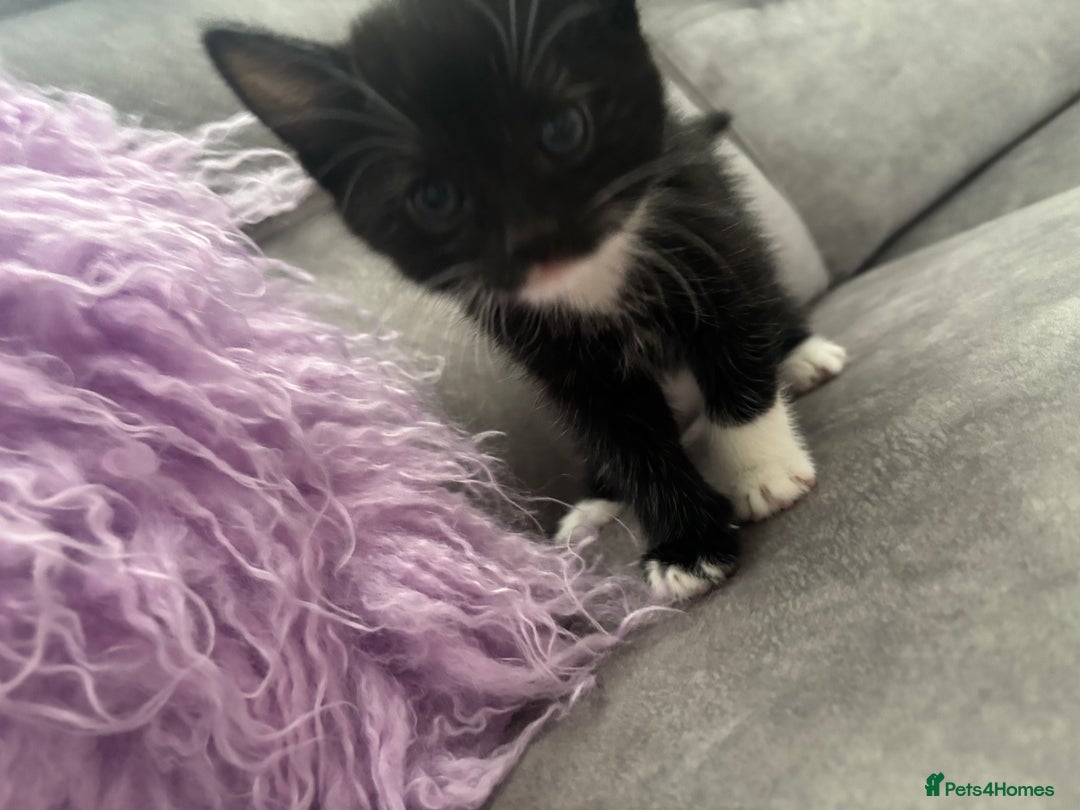 Mixed Breed cats for sale: 3 little kittens - Image 9