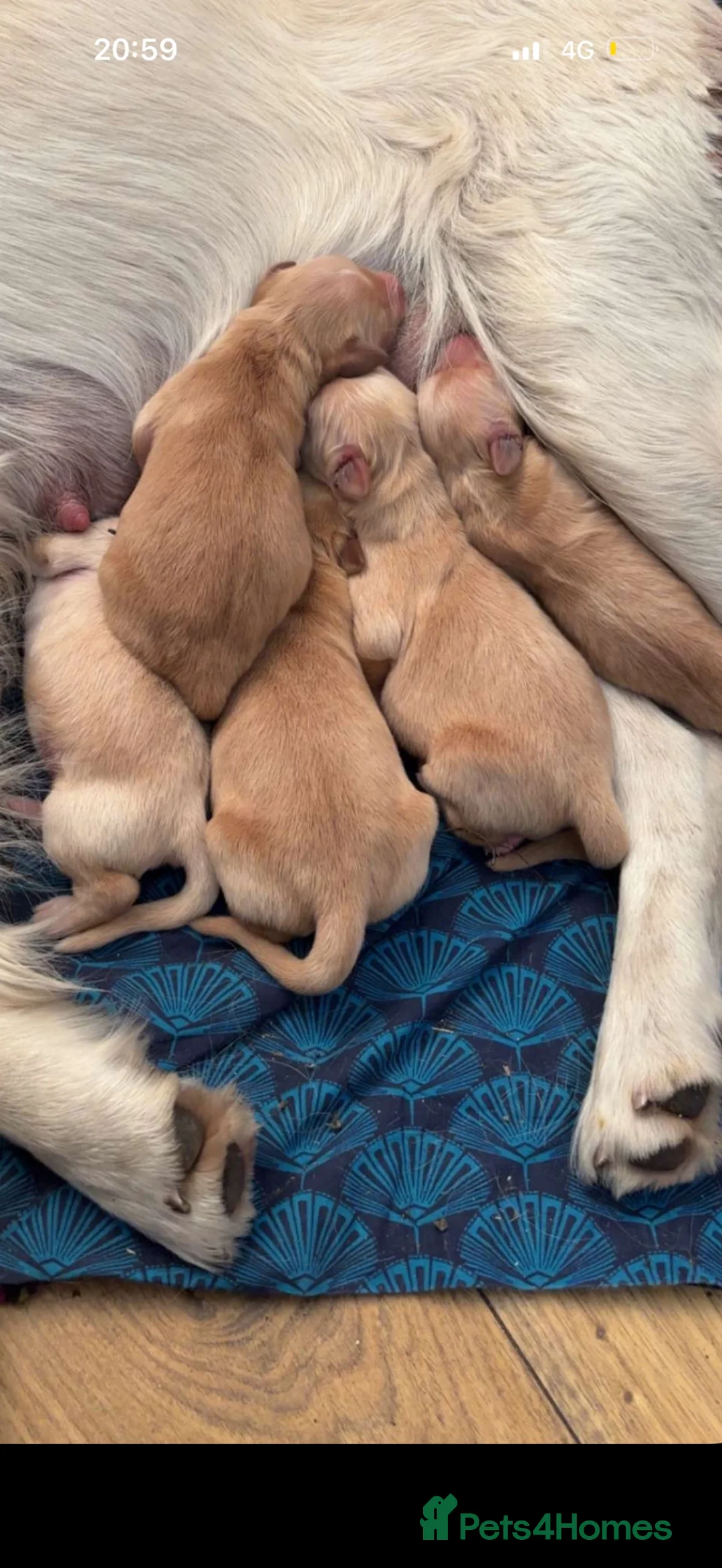 Golden Retriever dogs for sale: Lovely 5 golden retrievers pups - Advert 2