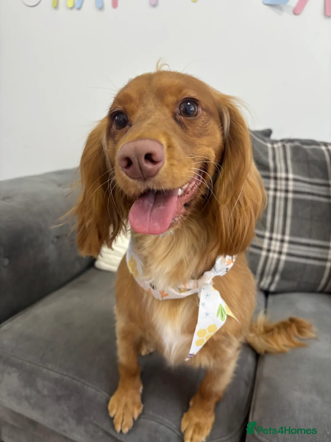 Cocker Spaniel dogs for sale: Honey – 2-year-old Cocker Spaniel - Advert 2