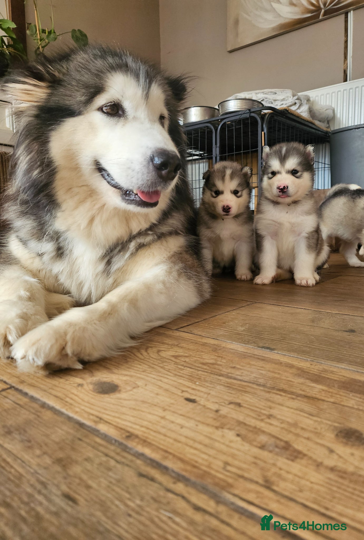 Alaskan Malamute dogs Full Alaskan Malamute puppies  - Advert 4