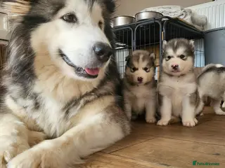 Alaskan Malamute dogs Full Alaskan Malamute puppies - Advert 4
