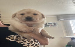 Labrador Retriever dogs for sale: LABRADOR PUPPIES  - Image 6