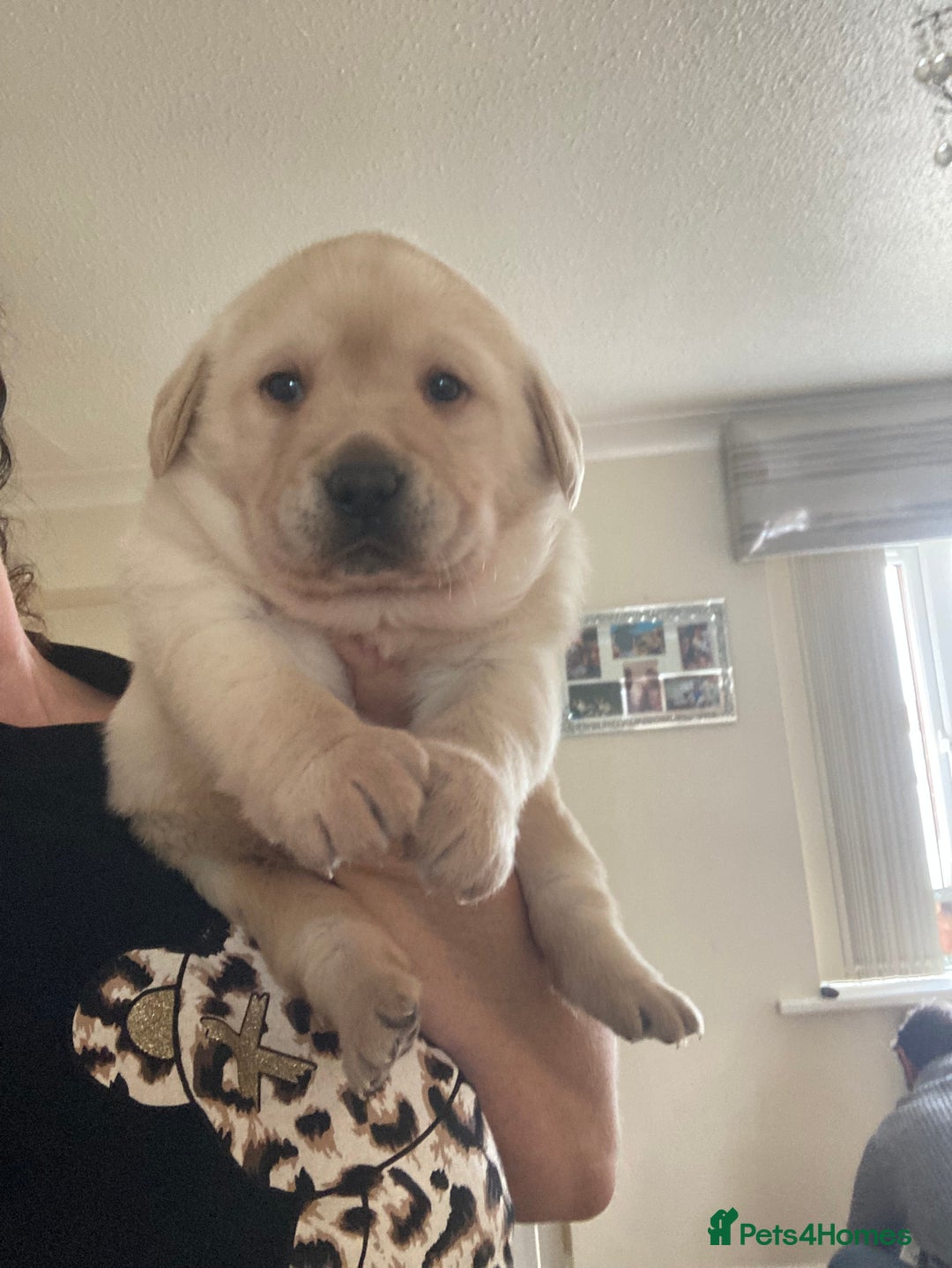 Labrador Retriever dogs for sale: LABRADOR PUPPIES  - Image 6