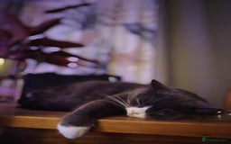 British Longhair cats for sale: British longhair female for sale - Image 1