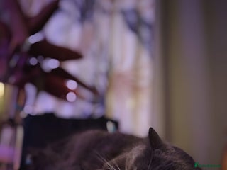 British Longhair cats - Advert 16