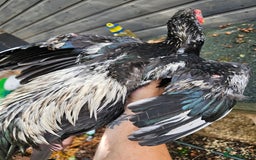 Chickens poultry for sale: Shamo Brazilian stag 5 months and Turkish hints - Image 4