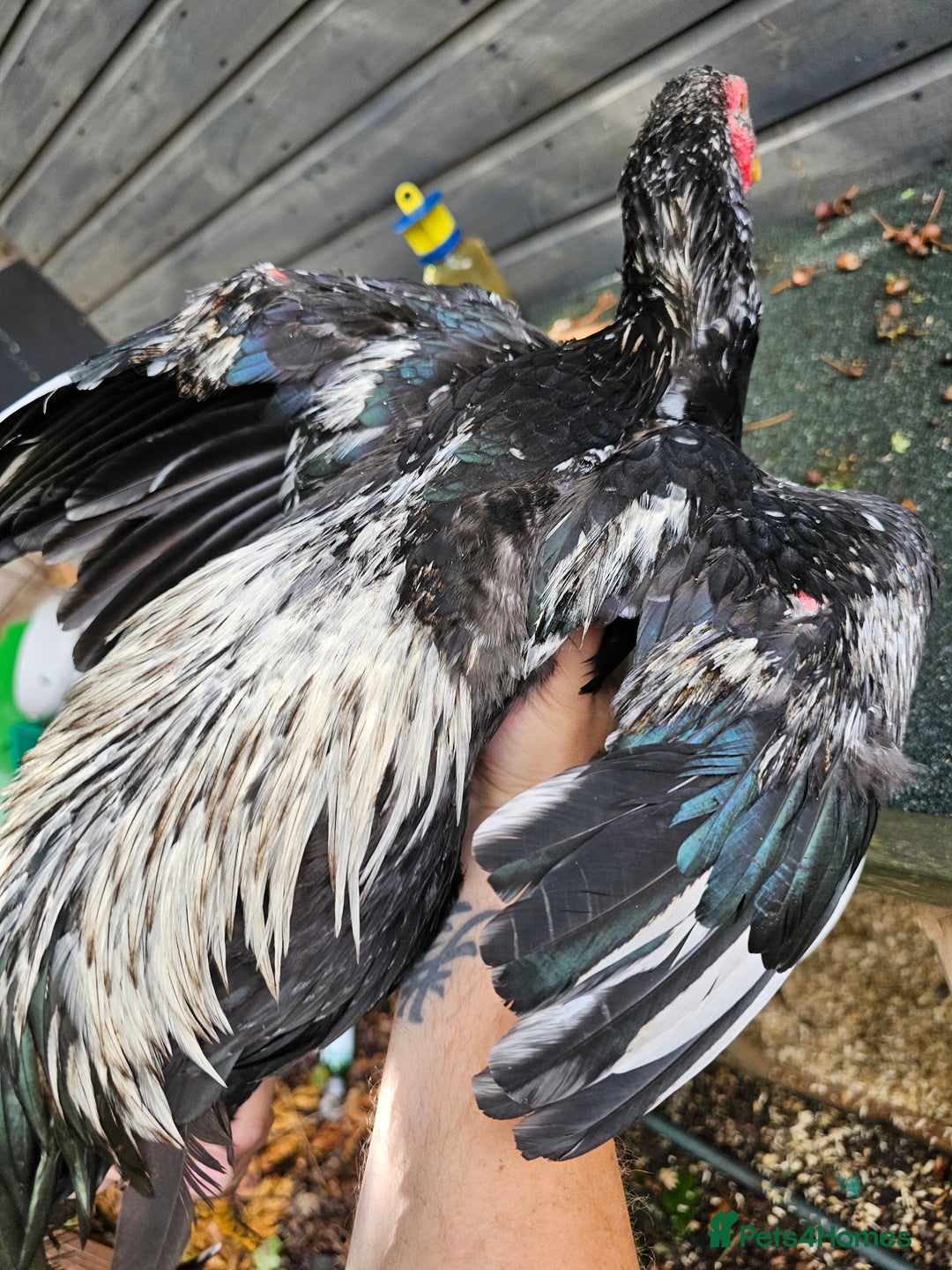 Chickens poultry for sale: Shamo Brazilian stag 5 months and Turkish hints - Image 4