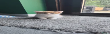 British Shorthair Kitten 3