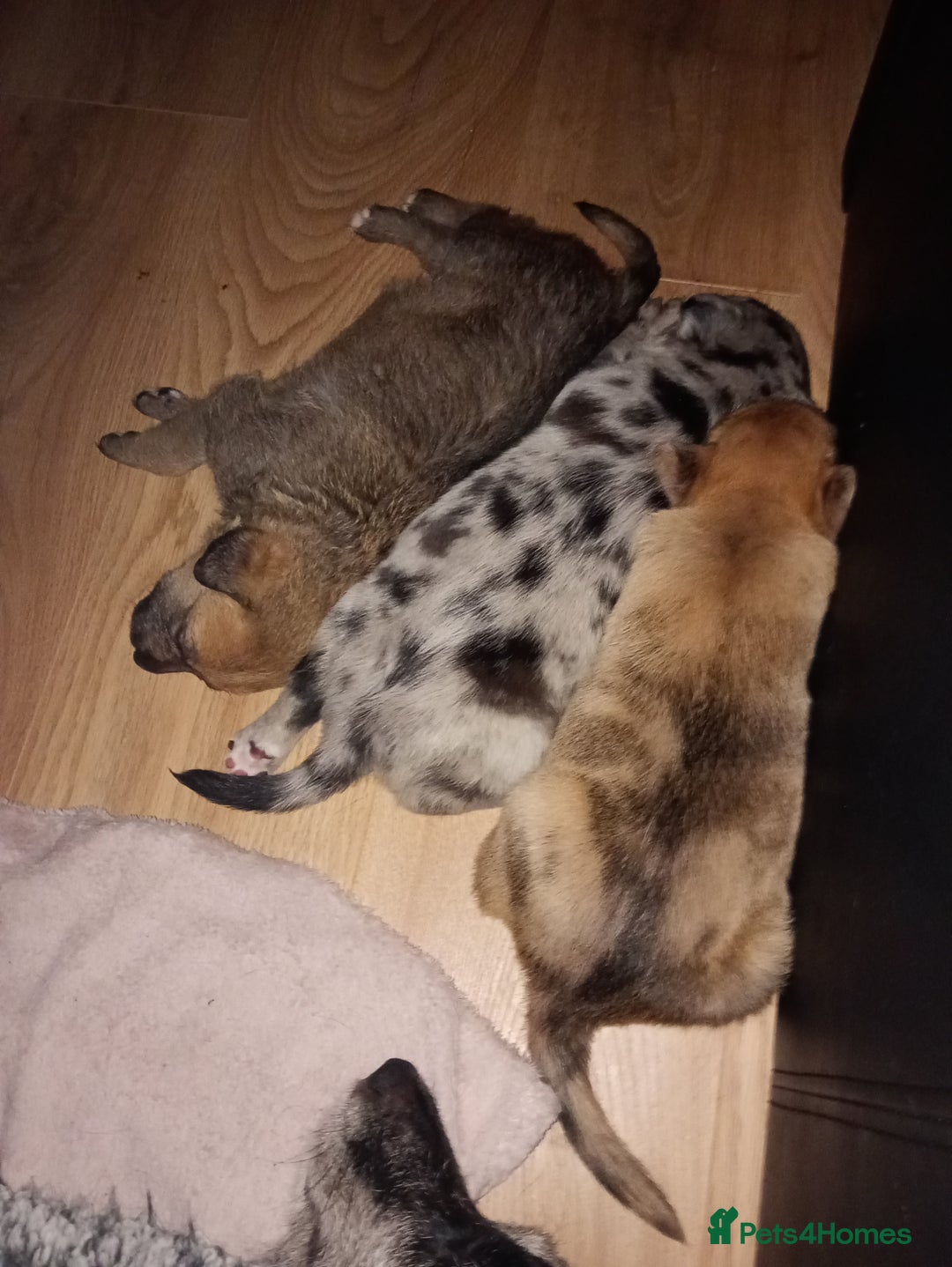 Mixed Breed dogs for sale: 1 collie cross staff tri blue Merle  - Image 4