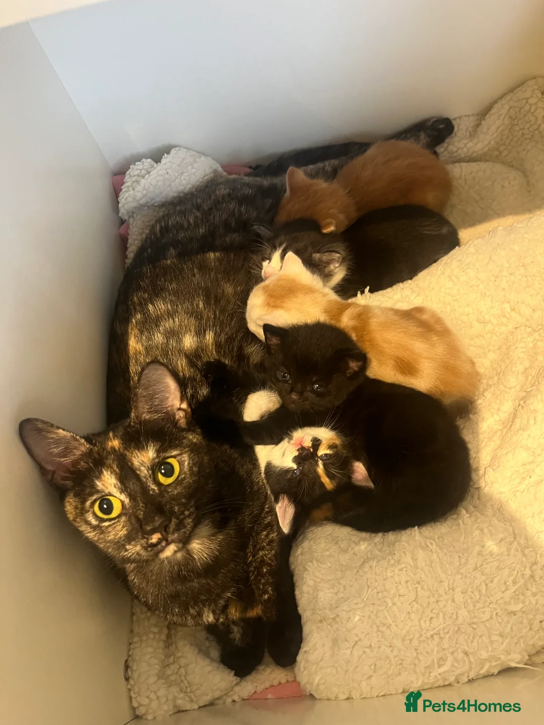 Mixed Breed cats for sale: Loving kittens looking for new family - Advert 2
