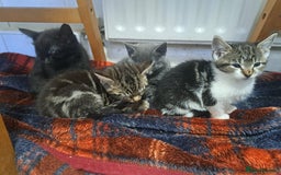 Domestic Shorthair cats for sale: Kittens for sale  - Image 3