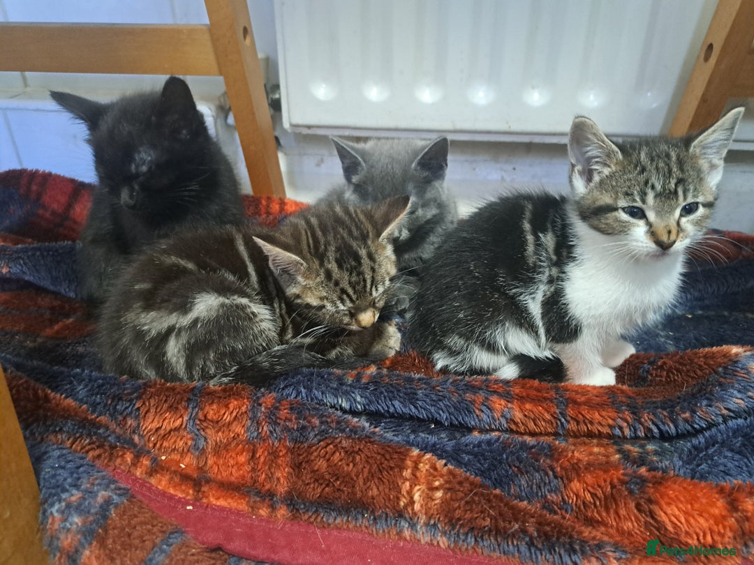 Domestic Shorthair cats for sale: Kittens for sale  - Image 3
