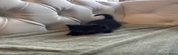 Mixed Breed cats for sale: Stunning and unique kittens - Advert 9