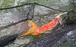 Koi Carp fish for sale: 18inch Koi carp  - Image 2