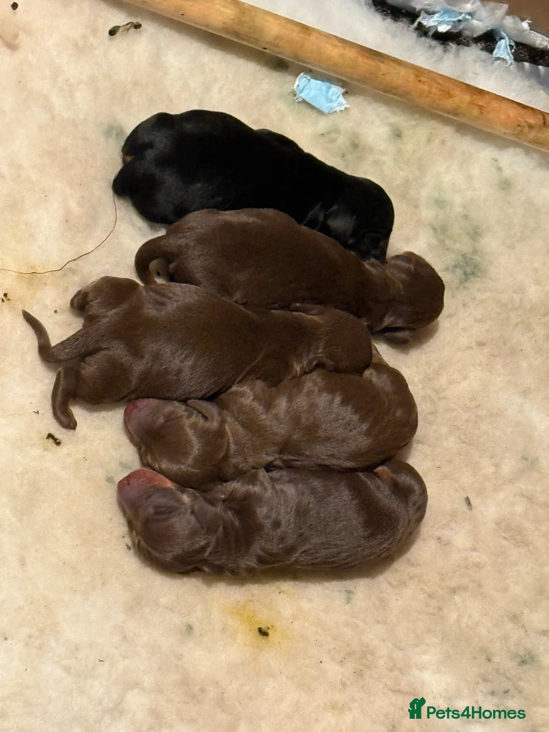Miniature Dachshund dogs for sale: Miniature Dachshund Puppies - Advert 26