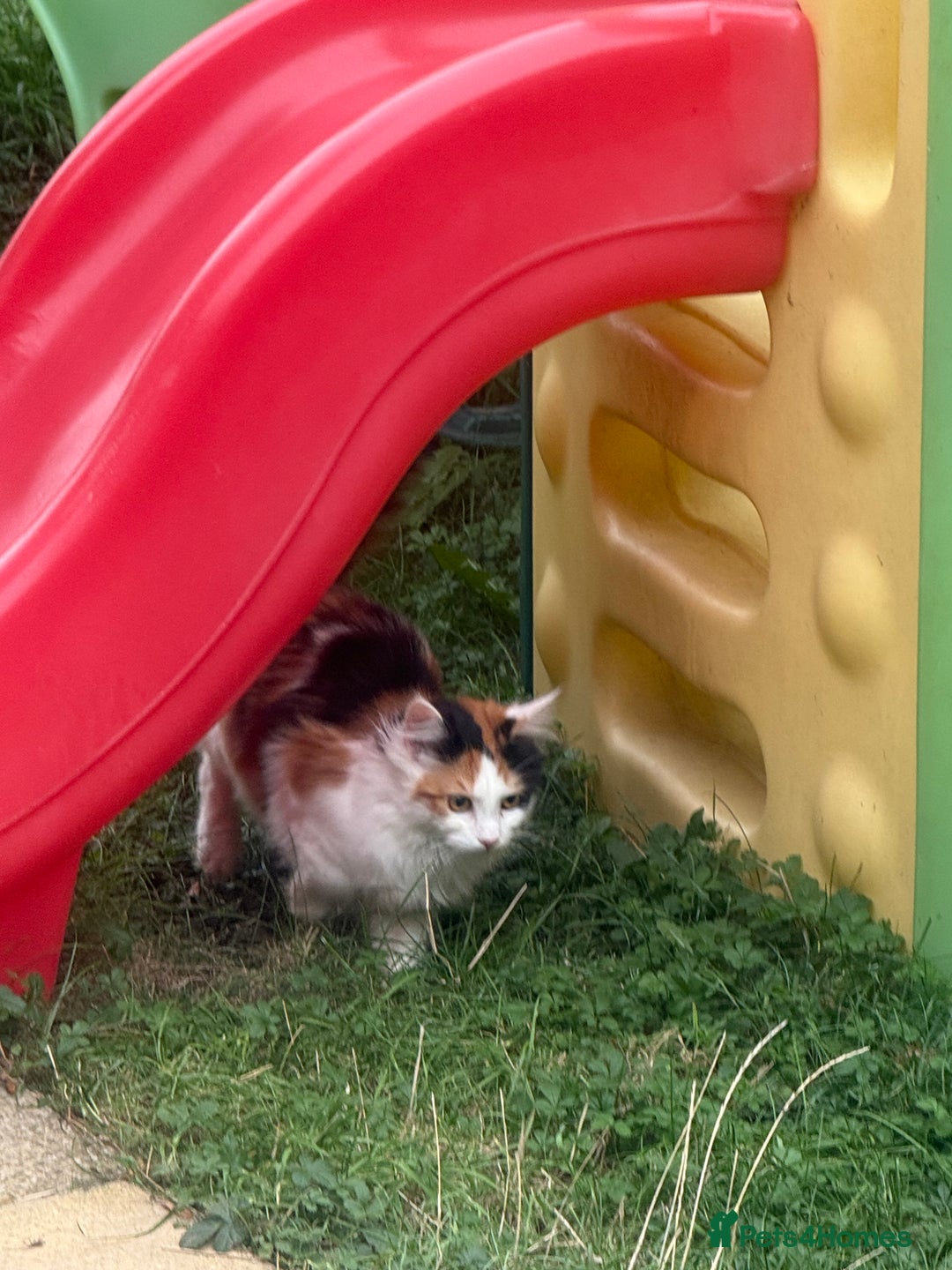 Maine Coon cats for sale: Mainecoon cross kitrens - Advert 2