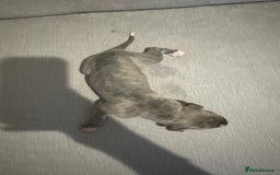 Whippet dogs for sale: Whippet Puppies  - Advert 4