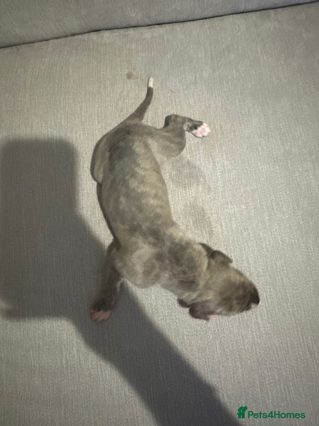 Whippet dogs for sale: Whippet Puppies  - Advert 4