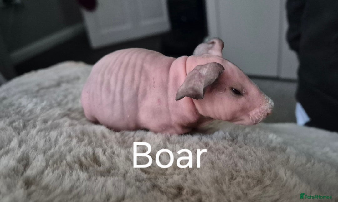 Guinea Pig rodents for sale: Skinny Pigs - Advert 5