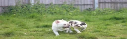 French Bulldog dogs for sale: X1 Platinum boy and x1 Black pied girl  - Advert 15