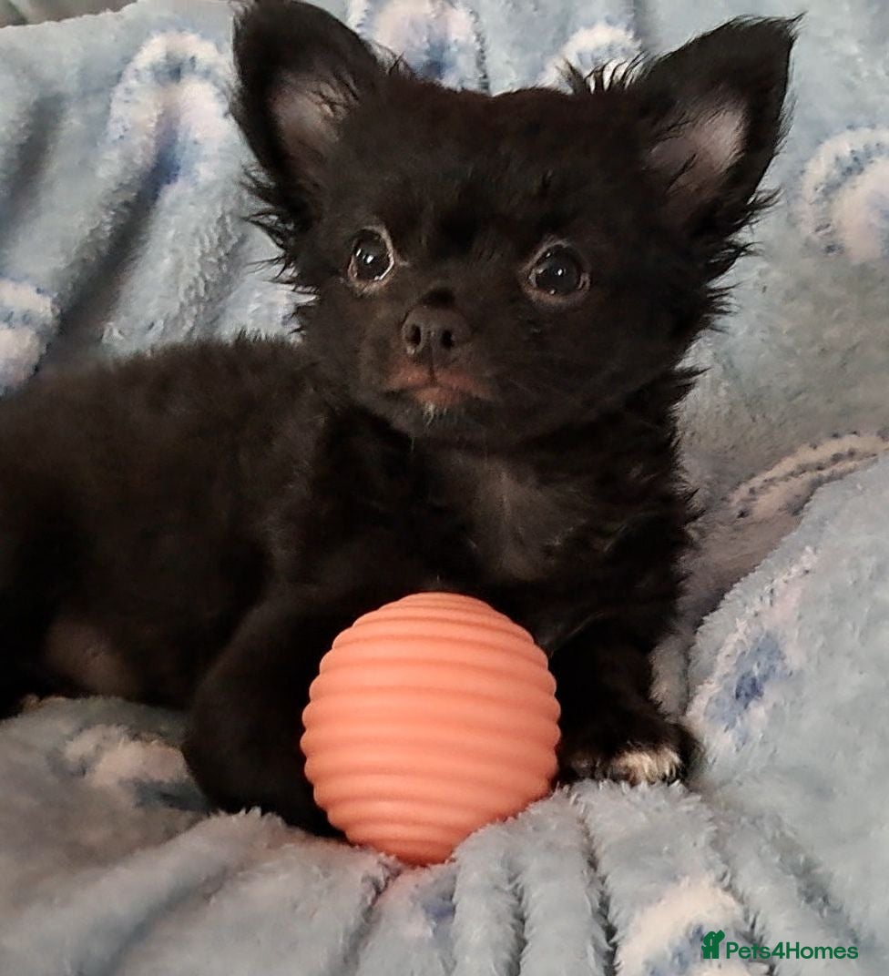 Chihuahua dogs Last Boy available long coat male chihuahua pup - Advert 2