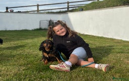 Cavalier King Charles Spaniel dogs for sale: Gorgeous Black Tan and Tri Cavalier Puppies - Image 18