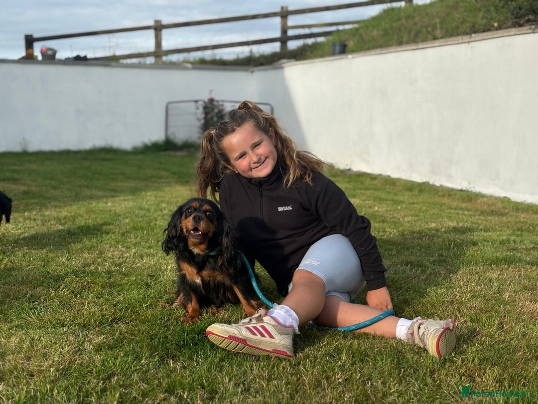 Cavalier King Charles Spaniel dogs for sale: Gorgeous Black Tan and Tri Cavalier Puppies - Image 18