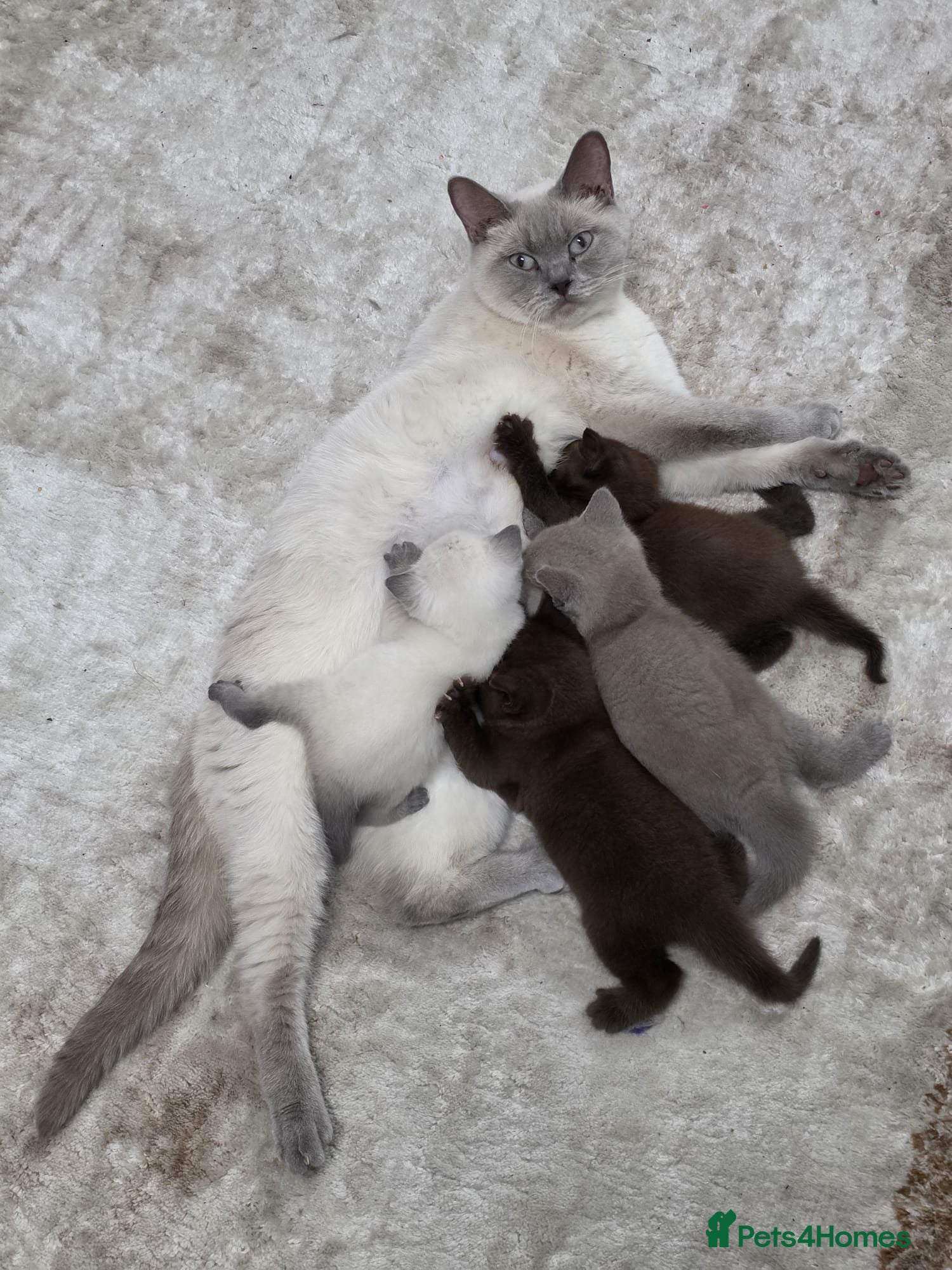British Shorthair cats Fluffy BSH Kittens READY NOW - Advert 1