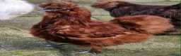 Chickens poultry for sale: Red Silkie Female  - Advert 3