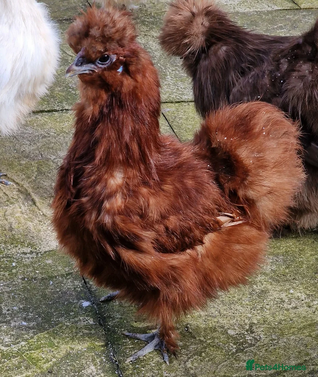 Chickens poultry for sale: Red Silkie Female  - Advert 3
