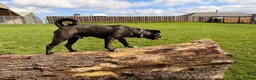 Mixed Breed dogs for sale: Lab Cross - Rehoming Our Beautiful Boy  - Advert 3