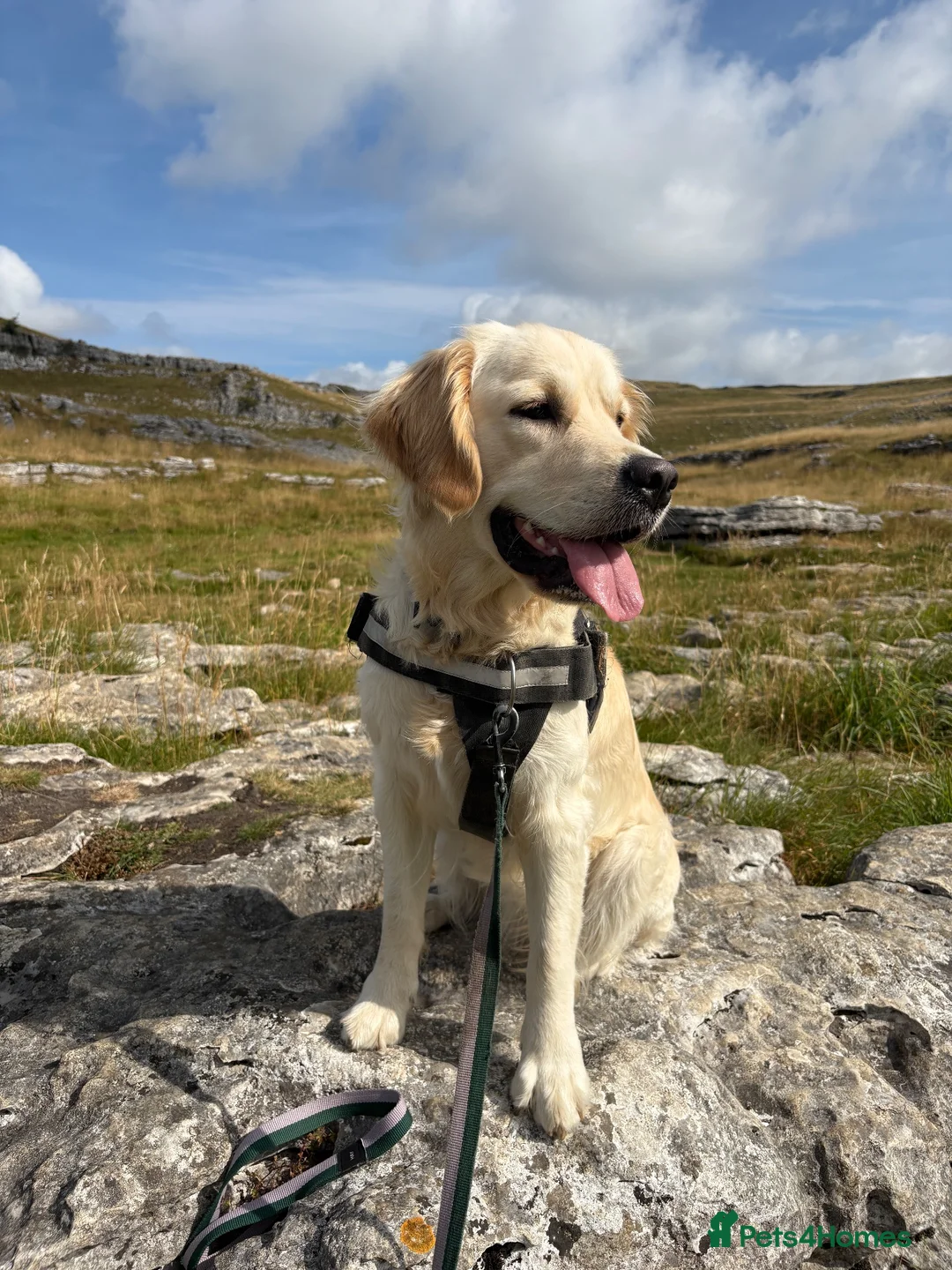 Golden Retriever dogs for sale: KC Registered Golden Retriever Female, 17 Months in Leeds - Advert 2