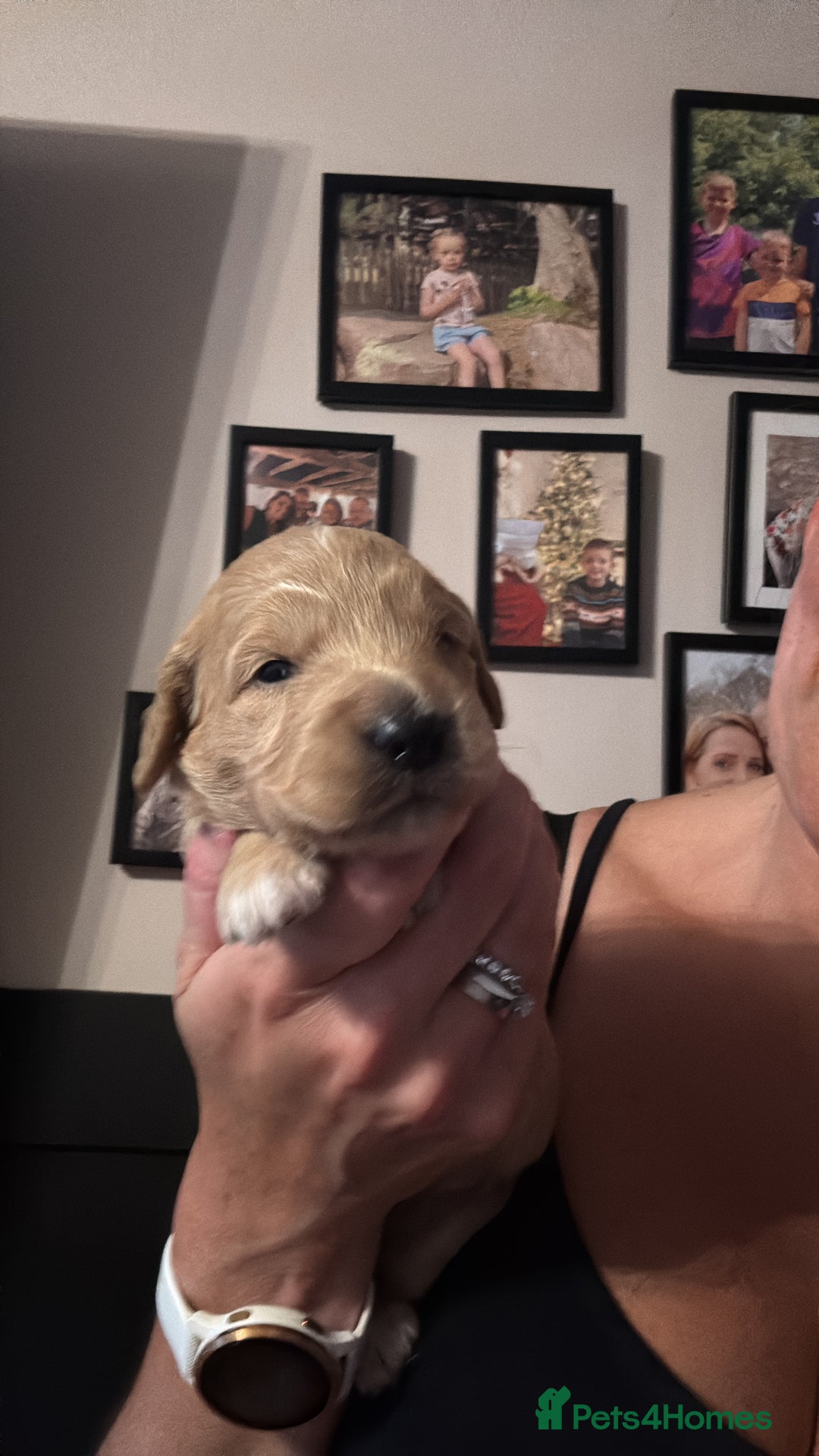 Goldendoodle dogs for sale: Stunning f1 Mini Goldendoodles Family Raised - Image 11