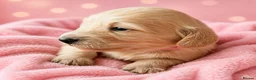 Dachshund dogs for sale: Cream Miniature Dachshund long-haired  - Advert 3