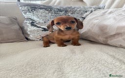 Miniature Dachshund dogs for sale: Miniature red dachshunds - Image 2