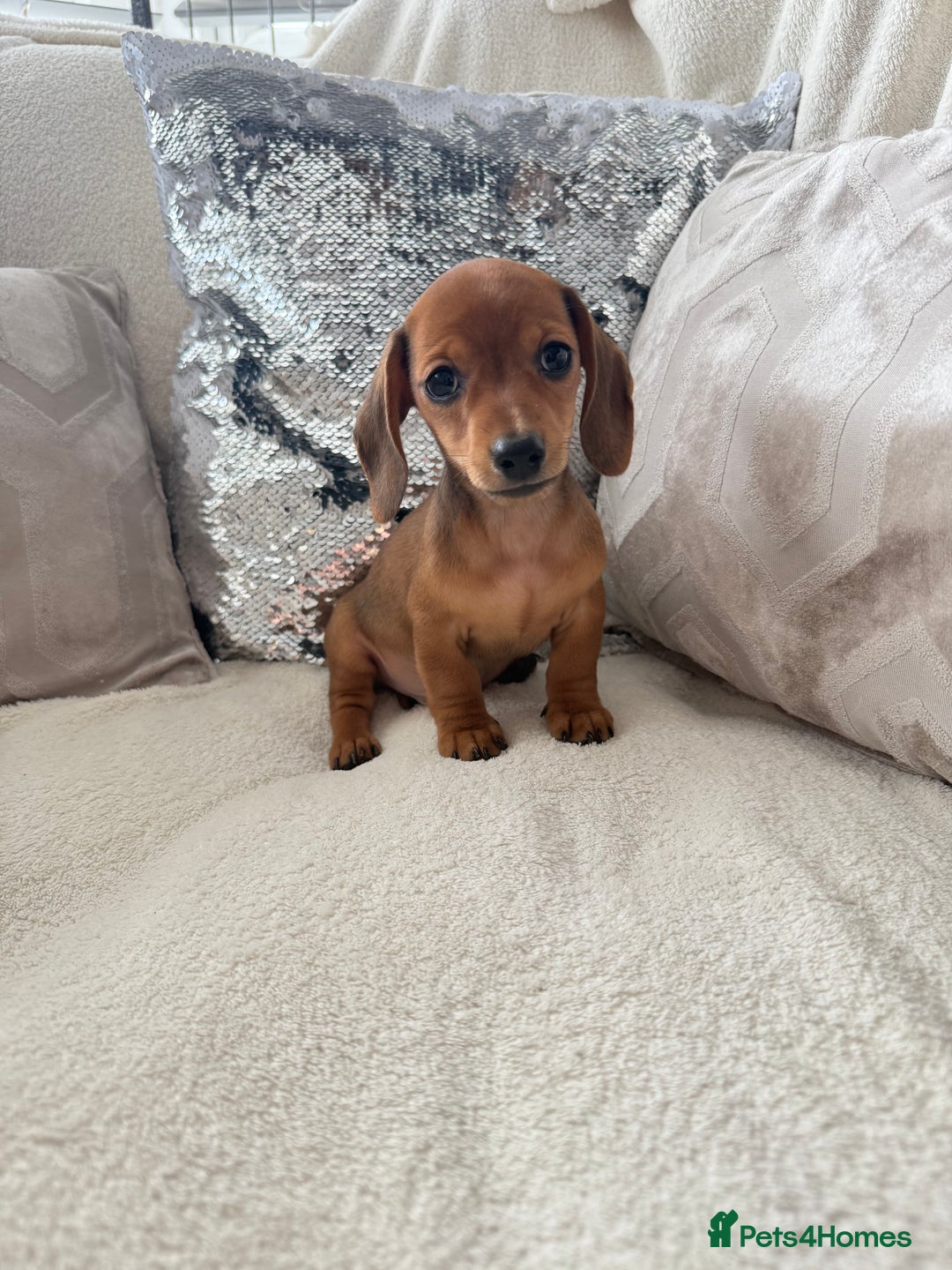 Miniature Dachshund dogs for sale: Miniature red dachshunds - Image 2