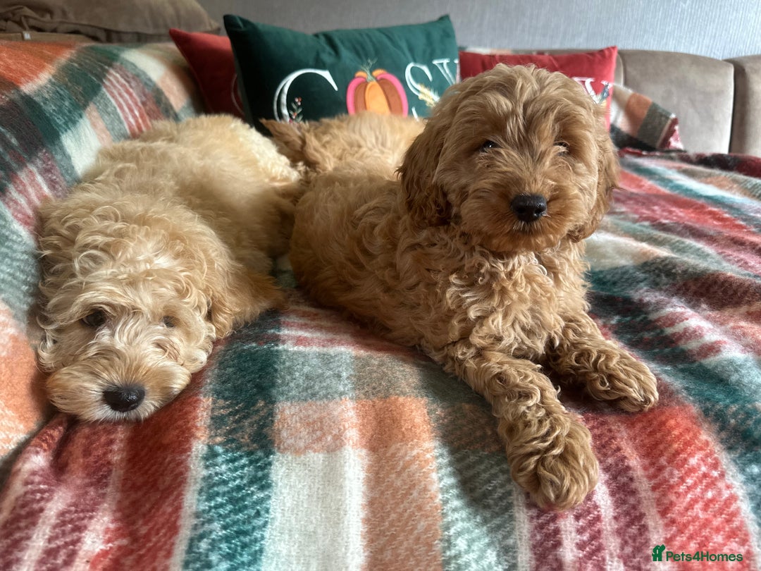 Cockapoo dogs for sale: Stunning cockapoos - Image 2