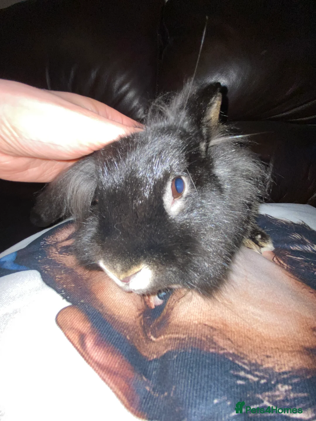 Silver rabbits for sale: Bumboclaat (Silver Marten x Lionhead Rabbit) - Advert 2