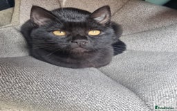 Mixed Breed cats for sale: Two black beauty  - Image 10
