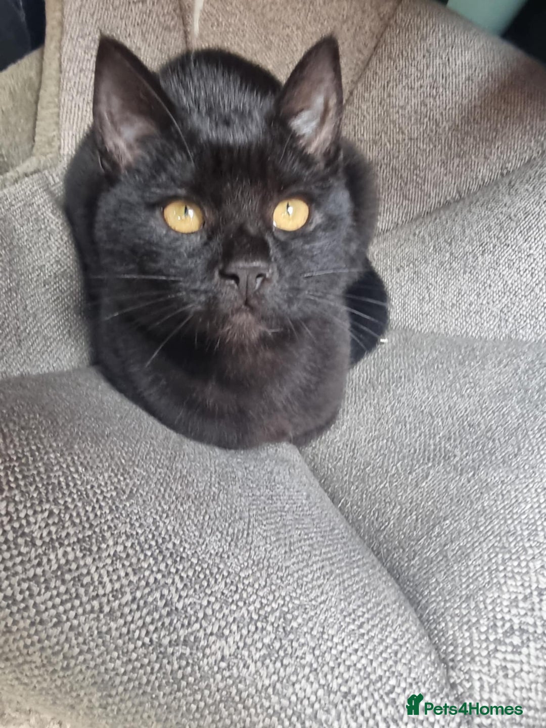 Mixed Breed cats for sale: Two black beauty  - Image 10