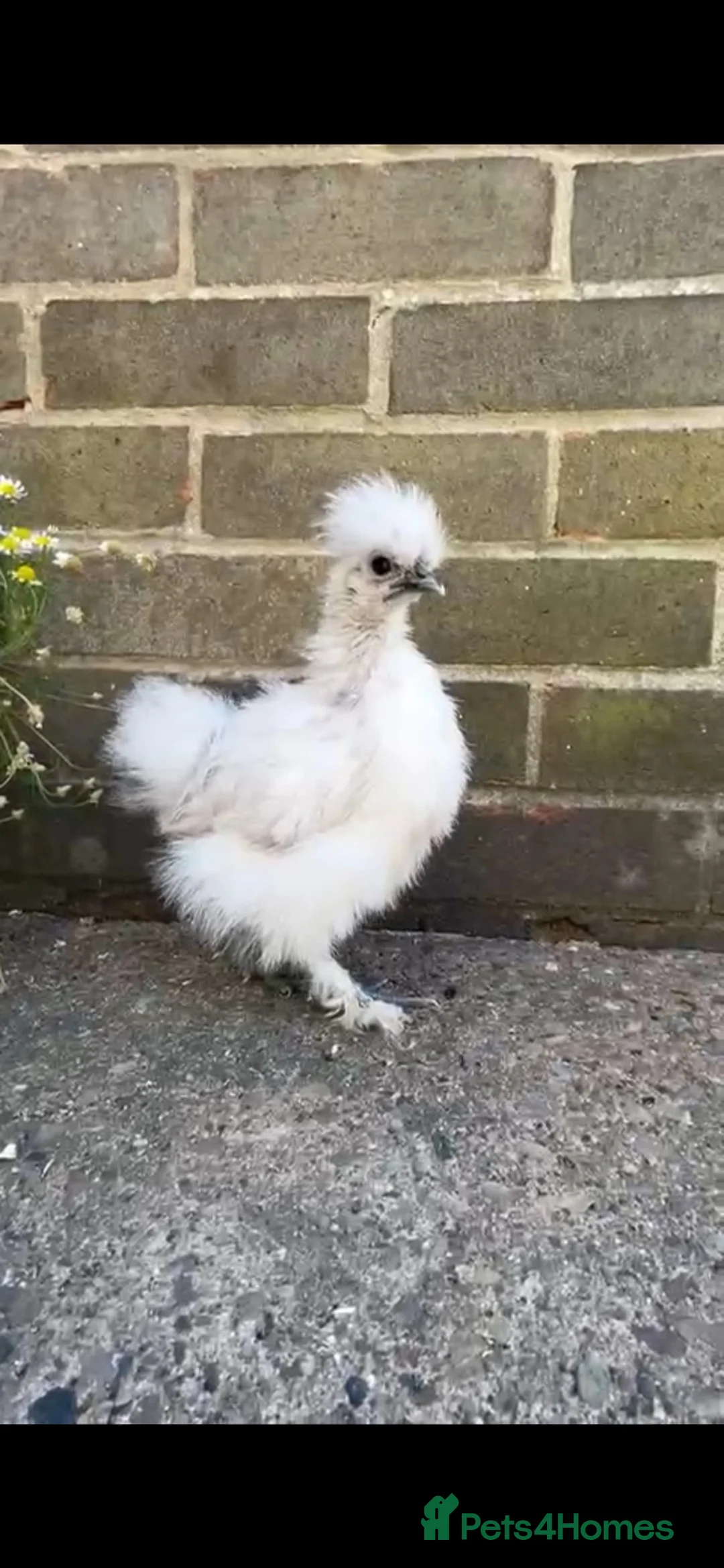 Mixed Breed birds for sale: 3 silkie x pekins 2females one male  in Dewsbury - Advert 1