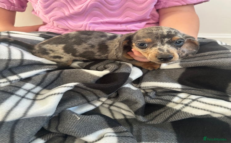 Miniature Dachshund dogs - Advert 10