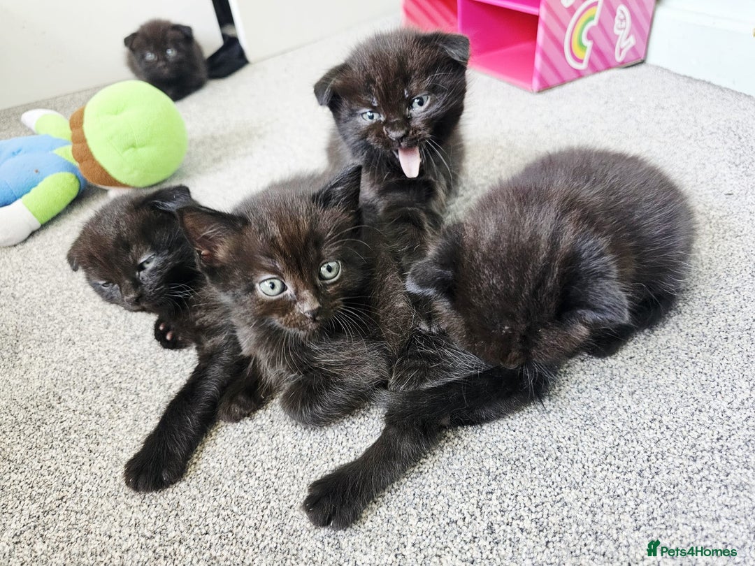 Mixed Breed cats for sale: Scottish Fold Mix Kittens –Ready 16th August 🐾 - Image 13